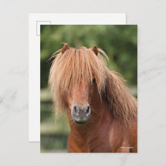 Chestnut Shetland Pony Stallion headshot Postcard (Front/Back)