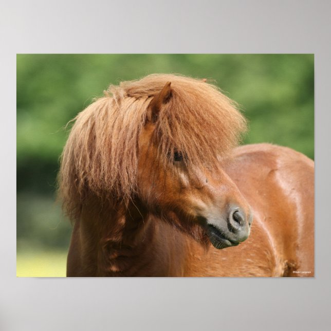 Chestnut Shetland Pony Stallion Headshot Poster (Front)