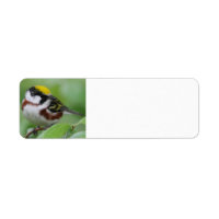 Chestnut-sided Warbler