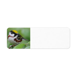 Chestnut-sided Warbler