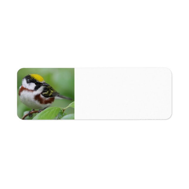 Chestnut-sided Warbler (Front)