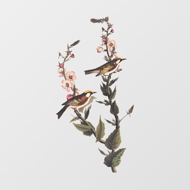 Chestnut-Sided Warbler Audubon Bird on Wildflower (Sheet)