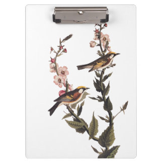 Chestnut-Sided Warbler Audubon Bird on Wildflower Clipboard