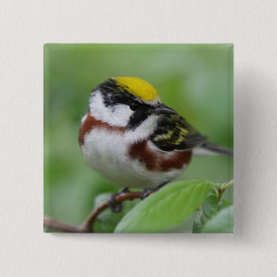 Chestnut Sided Warbler Button