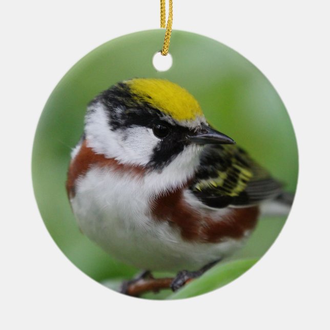 Chestnut-sided warbler  ceramic tree decoration (Front)