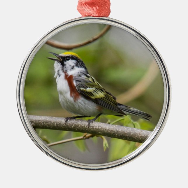 Chestnut-sided Warbler Metal Tree Decoration (Front)