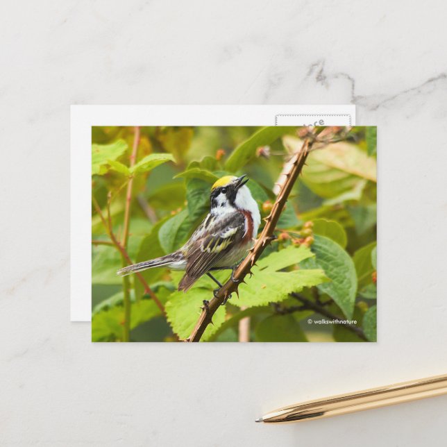 Chestnut-Sided Warbler Songbird on a Branch Postcard (Front/Back In Situ)