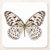 Chestnut Tiger Butterfly