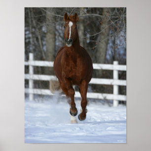 Chestnut Trakehner Stallion In The Snow Poster