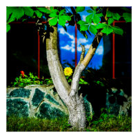 Chestnut Tree