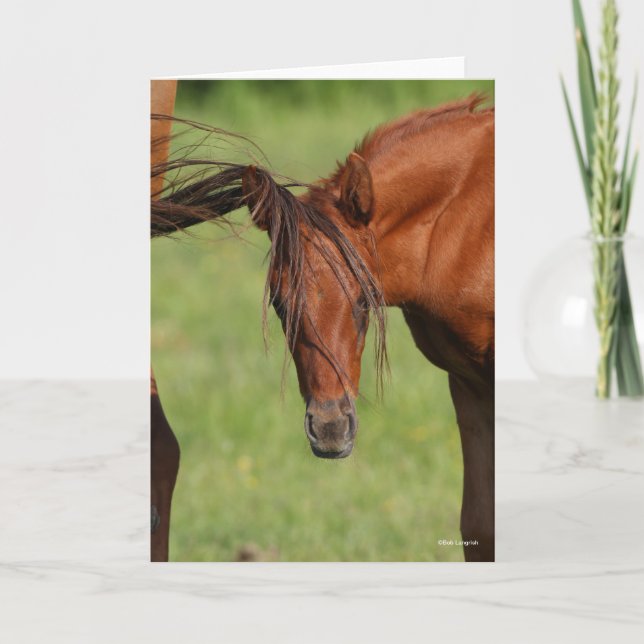Chestnut Warmblood Foal with Tail On Head Card (Front)