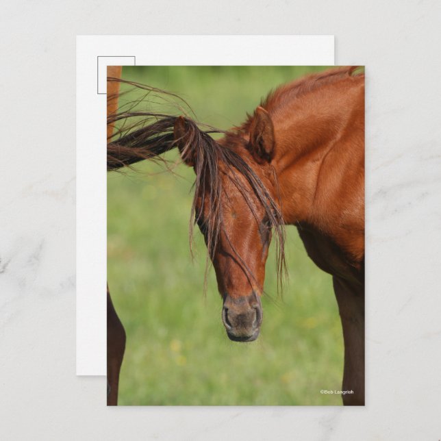Chestnut Warmblood Foal with Tail On Head Postcard (Front/Back)