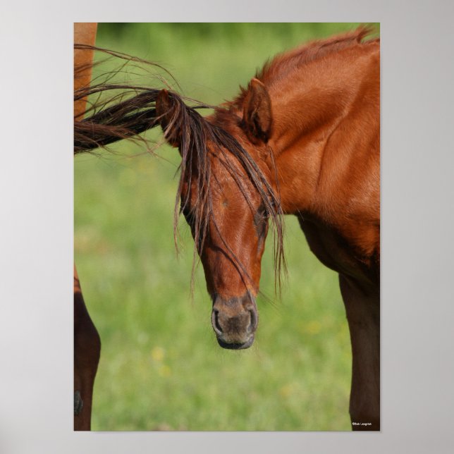 Chestnut Warmblood Foal with Tail On Head Poster (Front)