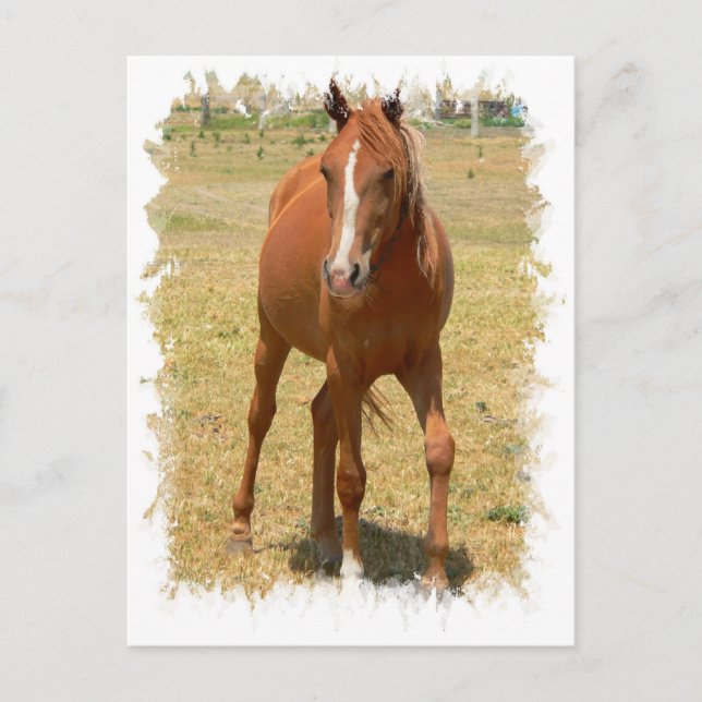 Chestnut Yearling Horse Postcard (Front)