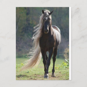 Cheval Postcard