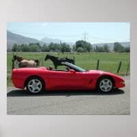 Chevrolet Corvette Convertible C5
