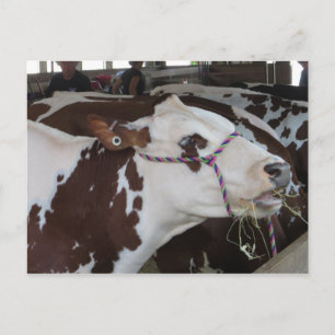 Chewing Cow Postcard