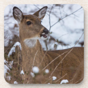 Chewy Coaster