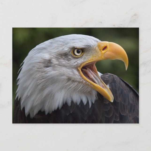 Cheyenne Postcard (Front)