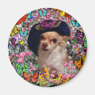 Chi Chi in Butterflies - Chihuahua Magnet