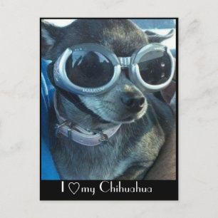 Chi Dog Postcard