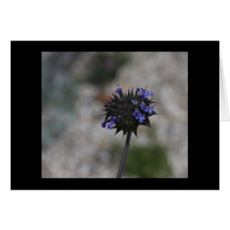 Chia Desert Wildflower Borrego Springs California