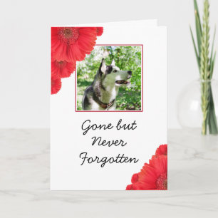 Chic Red Flowers Pet Photo Sympathy Card
