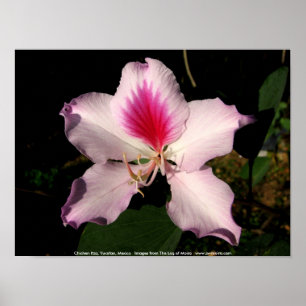 Chichen Itza, Yucatan, Mexico Poster
