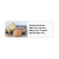 Chick and Egg Carton with Brown Egg
