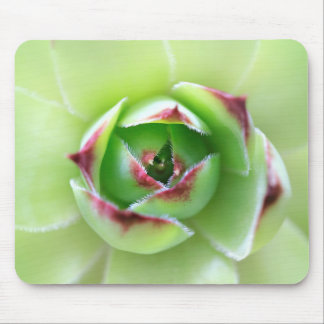 Chick and Hens Beautiful Soft Green Succulent Mouse Pad