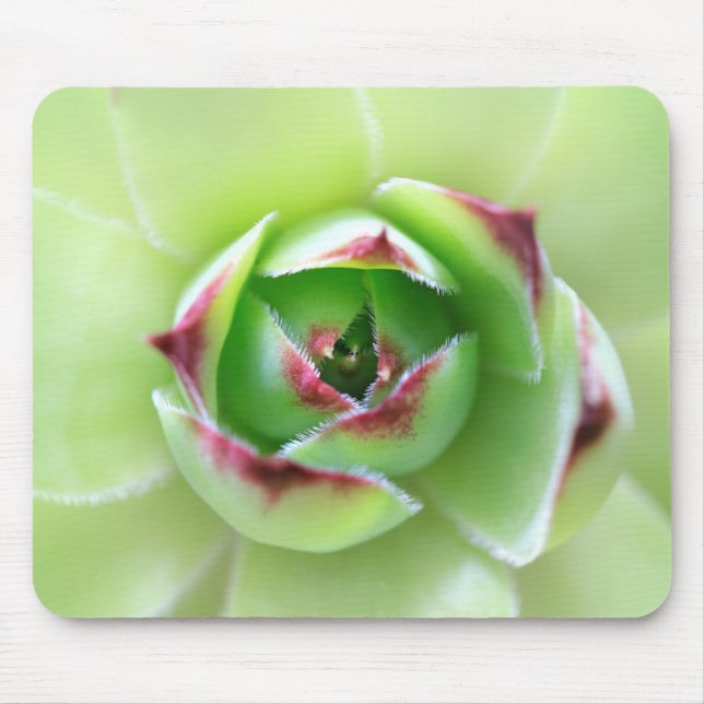 Chick and Hens Beautiful Soft Green Succulent Mouse Pad (Front)