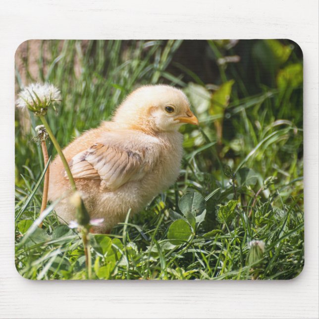 chick, chicken, poultry mouse pad (Front)