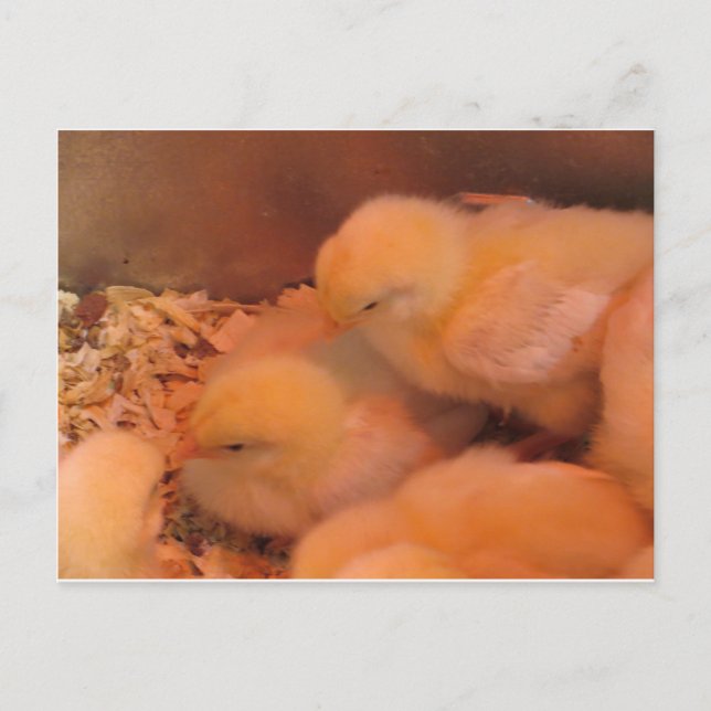 Chick Duo Postcard (Front)
