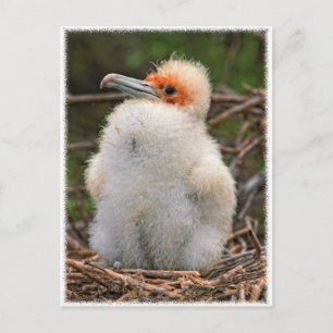 Chick galapagos postcard