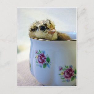 Chick in a Tea Cup Holiday Postcard