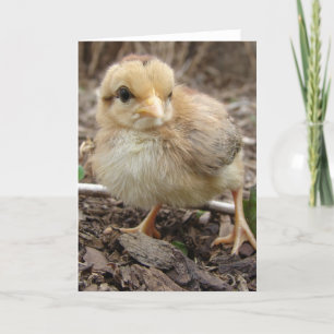 Chick in the Garden Card