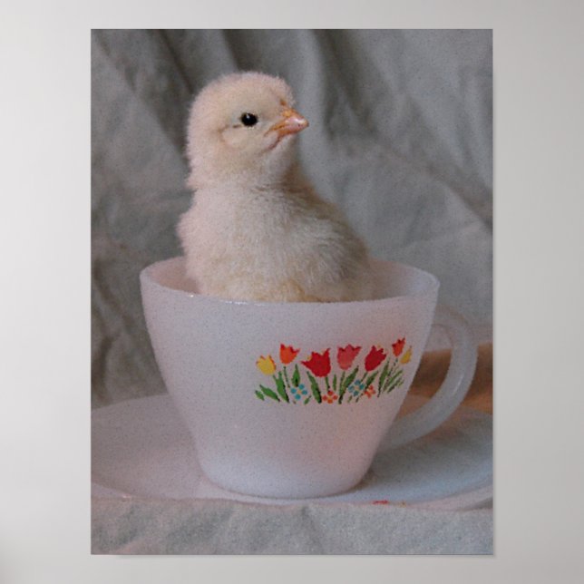 Chick in Vintage Teacup Poster (Front)
