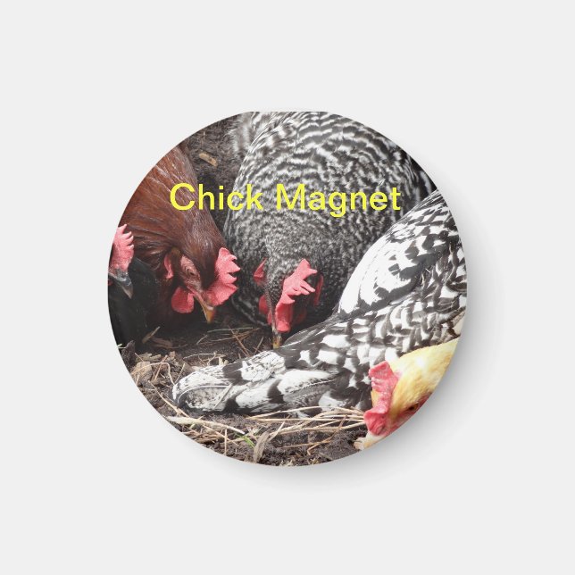 Chick Magnet - a group of colourful hens (Front)