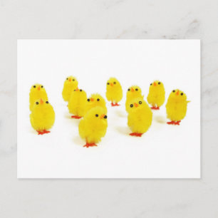 Chick magnet chillin with my peeps funny photo postcard