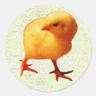 Chick on the Move (2) Classic Round Sticker