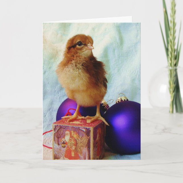 Chick on Vintage Christmas Ornament Holiday Card (Front)