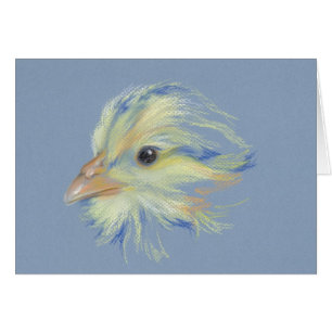 Chick Plymouth Barred Rock