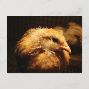 Chick Postcard