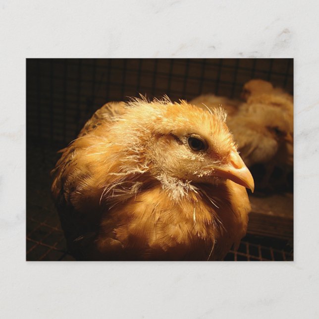 Chick Postcard (Front)
