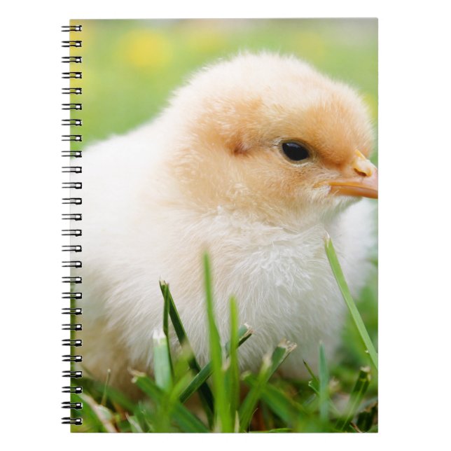 Chick Spiral Notebook (Front)