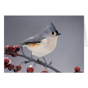 Chickadee