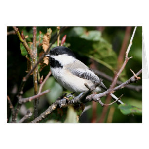Chickadee