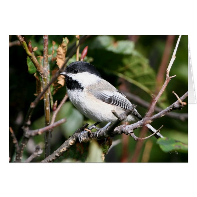 Chickadee (Front Horizontal)