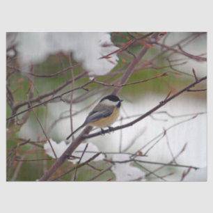 Chickadee 6259 Tissue Paper