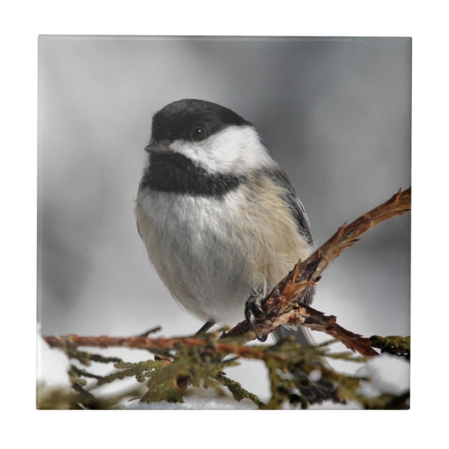 Chickadee_9478 Tile (Front)